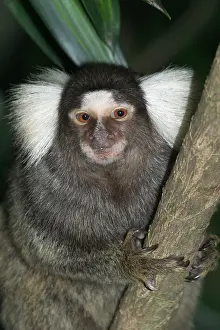 Callithrix: Common / Cotton-eared / White-eared MARMOSET -
