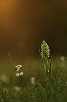 Sedge: Common Cottongrass