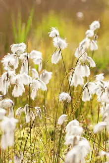 Beek: Common Cottongrass