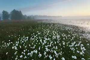 Bogland: Common Cottongrass