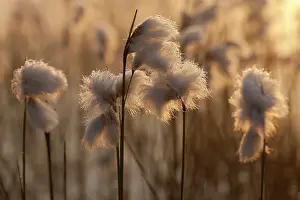 Kamerven: Common Cottongrass