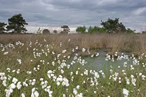 Peat: Common Cottongrass