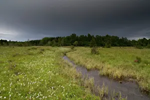 Bogland: Common Cottongrass