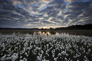 Eriophorum: Common Cottongrass (Eriophorum angustifolium) i