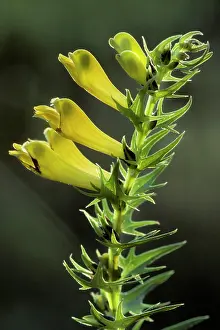 Melampyrum: Common Cow-wheat
