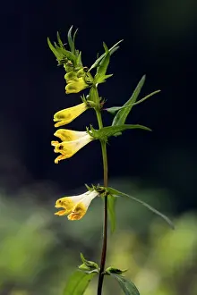 Melampyrum: Common cow-wheat in woodland