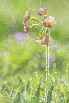 Gender: Common Cowslip