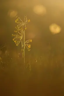 Alvaret: Common Cowslip