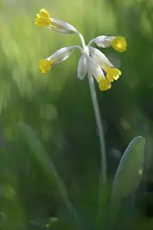 Veris: Common Cowslip