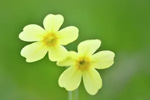 Bells: Common Cowslip