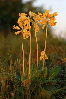 Mecklenburg: Common cowslip (Primula veris) (synonym: Primula
