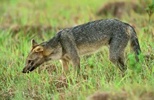 Zorro: Common / Crab-Eating ZORRO or Savannah / Forest Fox