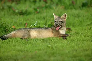 Zorro: Common / Crab-Eating ZORRO or Savannah / Forest Fox
