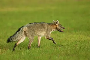 Zorro: Common / Crab-Eating ZORRO or Savannah / Forest Fox