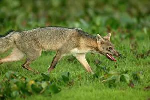 Zorro: Common / Crab-Eating ZORRO or Savannah / Forest Fox