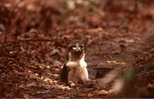 Zorro: Common / Crab-Eating ZORRO or Savannah / Forest Fox