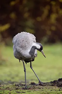 Common Crane