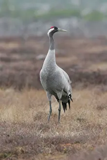 Common Crane