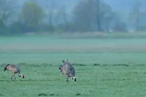 Podlasie: Common Crane