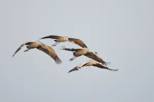 Fleeing: Common Crane