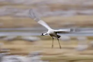 Hornborga: Common Crane