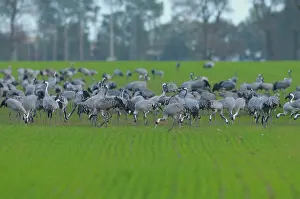 Gross: Common Crane