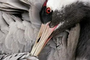 Hornborga: Common Crane