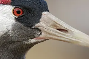 Hornborga: Common Crane