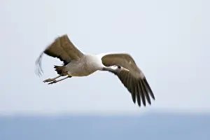 Hornborga: Common Crane