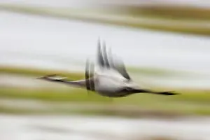 Hornborga: Common Crane