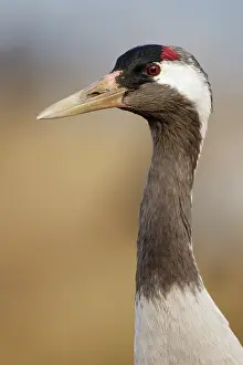 Hornborga: Common Crane