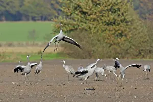 Niedersachsen: Common Crane