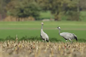 Niedersachsen: Common Crane