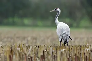 Niedersachsen: Common Crane