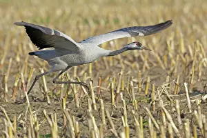 Lift: Common Crane