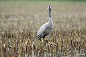 Niedersachsen: Common Crane