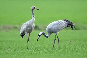 Niedersachsen: Common Crane
