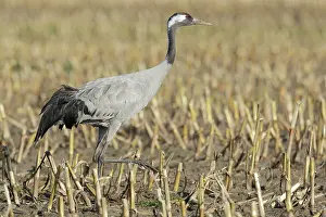 Niedersachsen: Common Crane