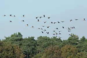 Niedersachsen: Common crane