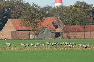 Niedersachsen: Common Crane