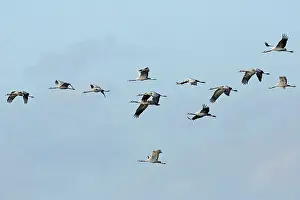 Niedersachsen: Common Crane