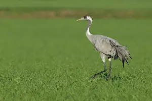 Niedersachsen: Common Crane