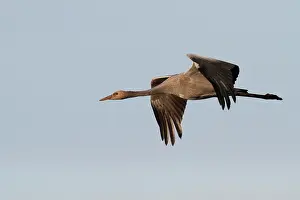 Niedersachsen: Common Crane