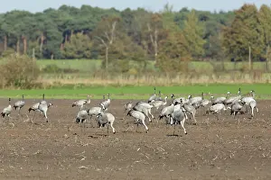 Niedersachsen: Common Crane