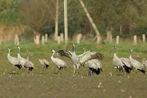 Niedersachsen: Common Crane