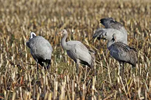 Niedersachsen: Common Crane