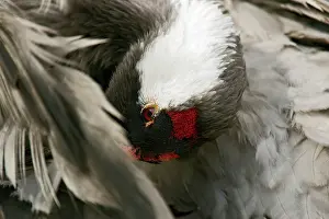 Hornborga: Common Crane