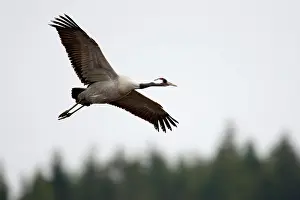 Hornborga: Common Crane