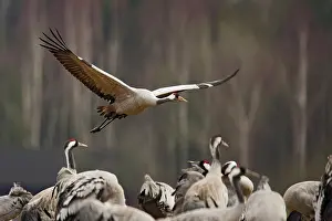 Hornborga: Common Crane