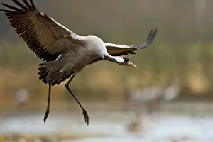 Hornborga: Common Crane